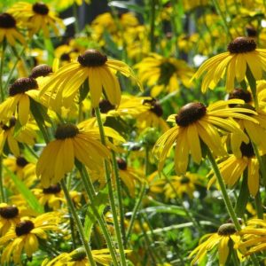 Rudbeckia Fulgida 'Viette's Little Suzy', Black-Eyed Susan 'Viette's Little Suzy', Glowing Coneflower 'Viette's Little Suzy', Rudbeckia fulgida 'Blovi', coneflower 'Viette's Little Suzy', late summer perennial, golden flowers, yellow perennial,Dwarf Rudbeckia