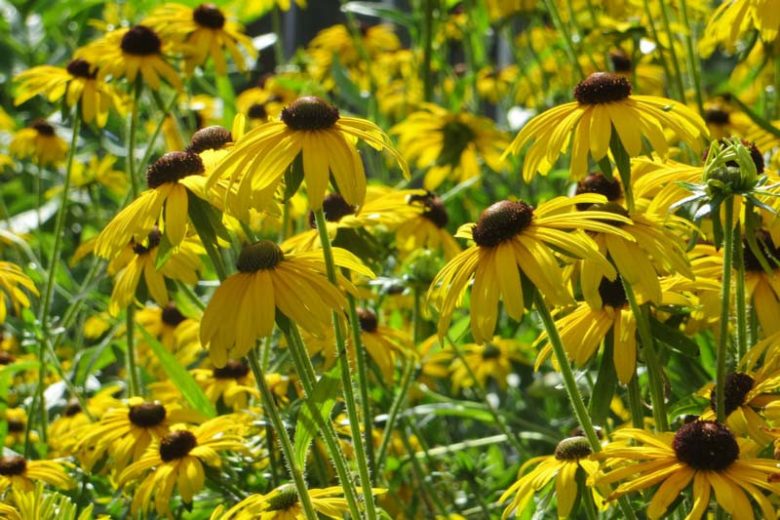 Rudbeckia Fulgida 'Viette's Little Suzy', Black-Eyed Susan 'Viette's Little Suzy', Glowing Coneflower 'Viette's Little Suzy', Rudbeckia fulgida 'Blovi', coneflower 'Viette's Little Suzy', late summer perennial, golden flowers, yellow perennial,Dwarf Rudbeckia