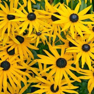 Rudbeckia fulgida var. sullivantii 'Goldsturm',Black-Eyed Susan 'Goldsturm', Coneflower 'Goldsturm', Echinacea 'Yellow Storm', Rudbeckia fulgida var. deamii 'Goldsturm', Rudbeckia 'Goldsturm', late summer perennial, golden flowers, yellow perennial
