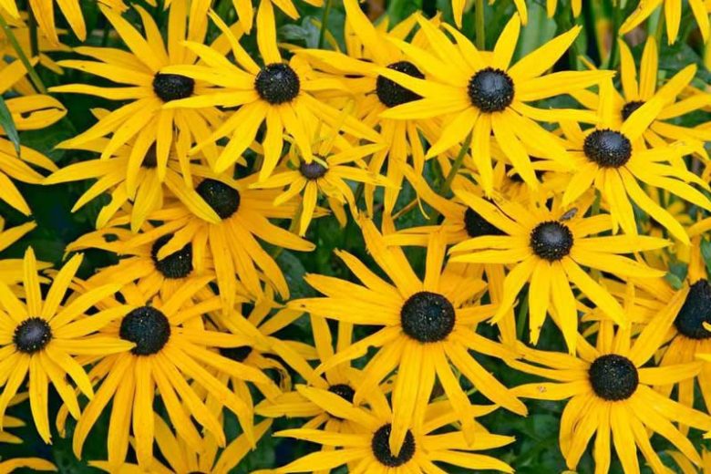 Rudbeckia fulgida var. sullivantii 'Goldsturm',Black-Eyed Susan 'Goldsturm', Coneflower 'Goldsturm', Echinacea 'Yellow Storm', Rudbeckia fulgida var. deamii 'Goldsturm', Rudbeckia 'Goldsturm', late summer perennial, golden flowers, yellow perennial
