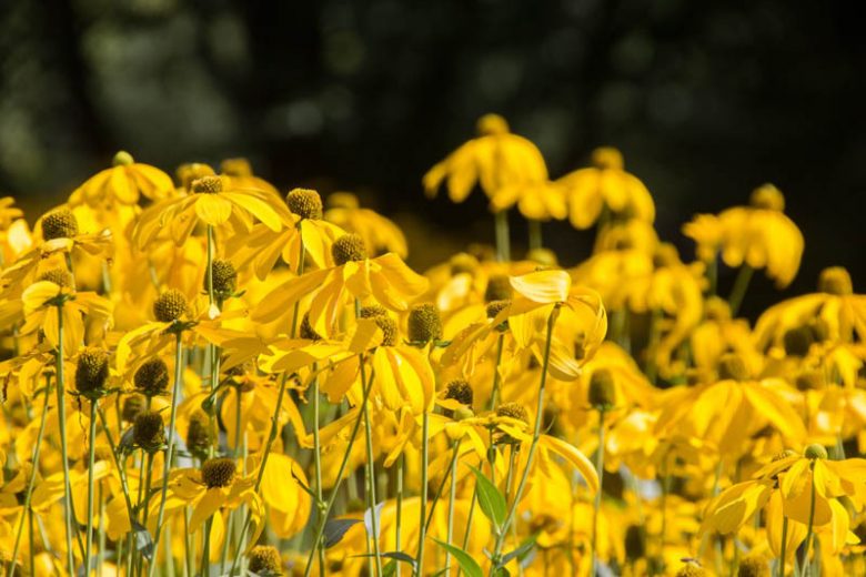 Rudbeckia grandiflora, Rough Coneflower, Tall Coneflower, Largeflower Coneflower, Yellow Flowers
