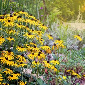 Black Eyed Susan, Black Eyed Susans, Rudbeckia hirta, Black-eyed Susan, Yellow Ox-eye Daisy, Brown-Eyed Susan, Brown Betty, Golden Jerusalem, English Bull's Eye, Yellow Daisy