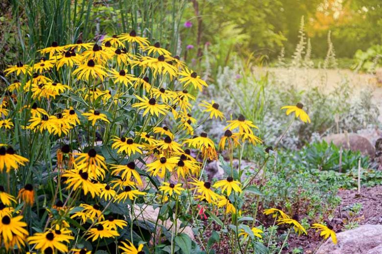 Black Eyed Susan, Black Eyed Susans, Rudbeckia hirta, Black-eyed Susan, Yellow Ox-eye Daisy, Brown-Eyed Susan, Brown Betty, Golden Jerusalem, English Bull's Eye, Yellow Daisy