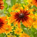 Cappuccino Black Eyed Susan, Cappuccino Gloriosa Daisy , Gloriosa Daisy Cappuccino, Rudbeckia Cappuccino, Rudbeckia hirta Cappuccino, Black-eyed Susan Cappuccino, yellow flowers, bicolor flowers