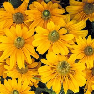 Amarillo Gold Black Eyed Susan, Rudbeckia Amarillo Gold, Rudbeckia hirta 'Amarillo Gold', Gloriosa Daisy Amarillo Gold, Black-eyed Susan 'Amarillo Gold', Yellow Perennial, Yellow Flowers