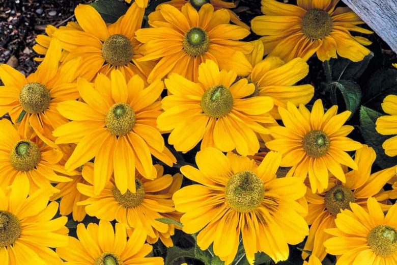 Amarillo Gold Black Eyed Susan, Rudbeckia Amarillo Gold, Rudbeckia hirta 'Amarillo Gold', Gloriosa Daisy Amarillo Gold, Black-eyed Susan 'Amarillo Gold', Yellow Perennial, Yellow Flowers