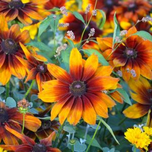 Autumn Colors Black Eyed Susan, Autumn Colors Gloriosa Daisy , Gloriosa Daisy Autumn Colors, Rudbeckia Autumn Colors, Rudbeckia hirta Autumn Colorst, Black-eyed Susan Autumn Colors,Rudbeckia Autumn Colours