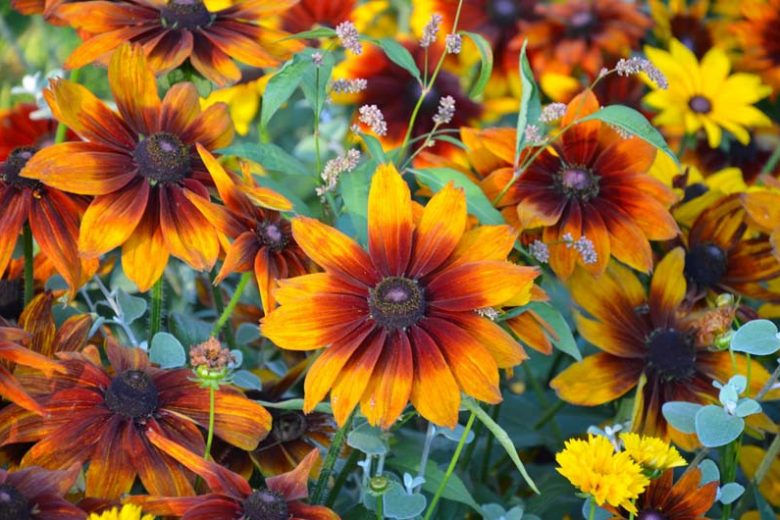 Autumn Colors Black Eyed Susan, Autumn Colors Gloriosa Daisy , Gloriosa Daisy Autumn Colors, Rudbeckia Autumn Colors, Rudbeckia hirta Autumn Colorst, Black-eyed Susan Autumn Colors,Rudbeckia Autumn Colours