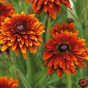 Cherokee Sunset Black-Eyed Susan, Gloriosa Daisy Cherokee Sunset, Rudbeckia Cherokee Sunset, Rudbeckia hirta Cherokee Sunset, Black-eyed Susan Cherokee Sunset