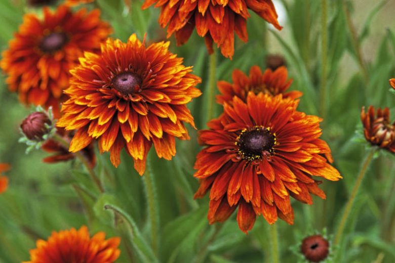Cherokee Sunset Black-Eyed Susan, Gloriosa Daisy Cherokee Sunset, Rudbeckia Cherokee Sunset, Rudbeckia hirta Cherokee Sunset, Black-eyed Susan Cherokee Sunset