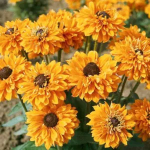 Goldilocks Black Eyed Susan, Rudbeckia Goldilocks, Gloriosa Daisy Goldilocks, Rudbeckia hirta Goldilocks