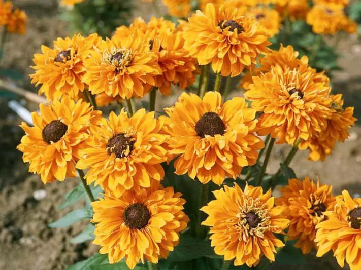 Goldilocks Black Eyed Susan, Rudbeckia Goldilocks, Gloriosa Daisy Goldilocks, Rudbeckia hirta Goldilocks