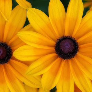 Indian Summer Black Eyed Susan, Gloriosa Daisy Indian Summer, Rudbeckia Indian Summer, Rudbeckia hirta Indian Summer, Black-eyed Susan Indian Summer, Award-winning perennial