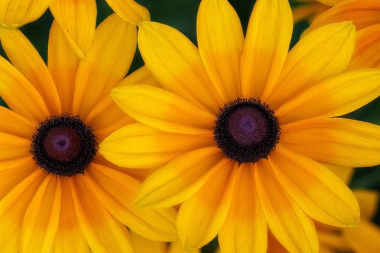 Indian Summer Black Eyed Susan, Gloriosa Daisy Indian Summer, Rudbeckia Indian Summer, Rudbeckia hirta Indian Summer, Black-eyed Susan Indian Summer, Award-winning perennial
