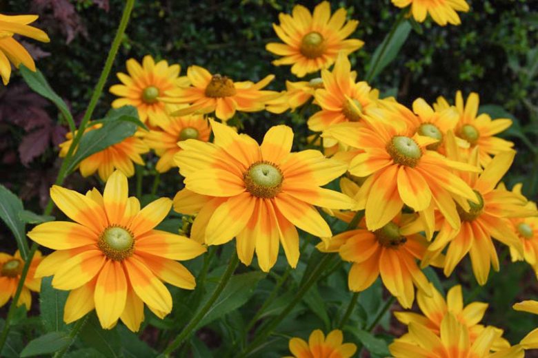 Irish Eyes Black-Eyed Susan, Rudbeckia Irish Eyes, Gloriosa Daisy Irish Eyes, Rudbeckia hirta Irish Eyes, Rudbeckia hirta Green Eyes