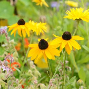 Marmalade Black Eyed Susan, Black-Eyed Susan Marmalade, Rudbeckia Hirta Marmalade, Gloriosa Daisy Marmalade, Yellow Ox-eye Daisy Marmalade