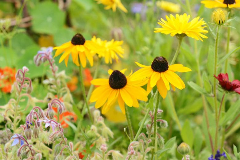 Marmalade Black Eyed Susan, Black-Eyed Susan Marmalade, Rudbeckia Hirta Marmalade, Gloriosa Daisy Marmalade, Yellow Ox-eye Daisy Marmalade