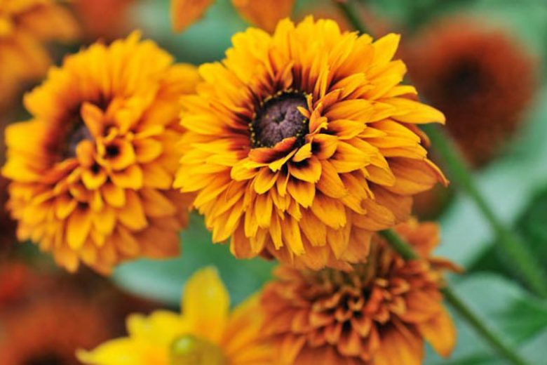 Maya Black Eyed Susan, Maya Gloriosa Daisy, Gloriosa Daisy Maya, Rudbeckia Maya, Rudbeckia hirta Maya, Black-eyed Susan Maya, Rudbeckia Maya, Dwarf Rudbeckia