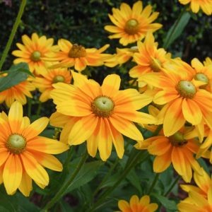 Prairie Sun Black Eyed Susan, Prairie Sun, Gloriosa Daisy Prairie Sun, Rudbeckia Prairie Sun, Rudbeckia hirta Prairie Sun, Award-winning perennial