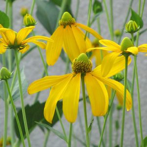 Rudbeckia Laciniata, Green-headed Coneflower, Greenhead Coneflower, Cutleaf Coneflower, Wild Goldenglow, Sochan, Cut-Leaved Coneflower, thimbleweed, Rudbeckia fulgida 'Lacinata'