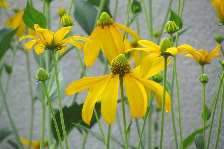 Rudbeckia Laciniata, Green-headed Coneflower, Greenhead Coneflower, Cutleaf Coneflower, Wild Goldenglow, Sochan, Cut-Leaved Coneflower, thimbleweed, Rudbeckia fulgida 'Lacinata'