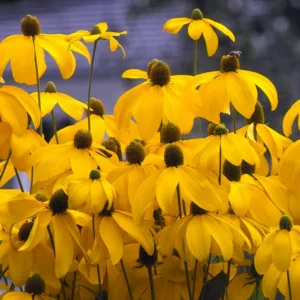 Rudbeckia Laciniata 'Herbstsonne', Coneflower 'Herbstsonne', Cutleaf Coneflower 'Herbstsonne', Rudbeckia 'Autumn Sun', Rudbeckia Nitida 'Herbstsonne', Coneflower, Coneflowers, Black Eyed Susan, Black Eyed Susan, Blackeyed Susan