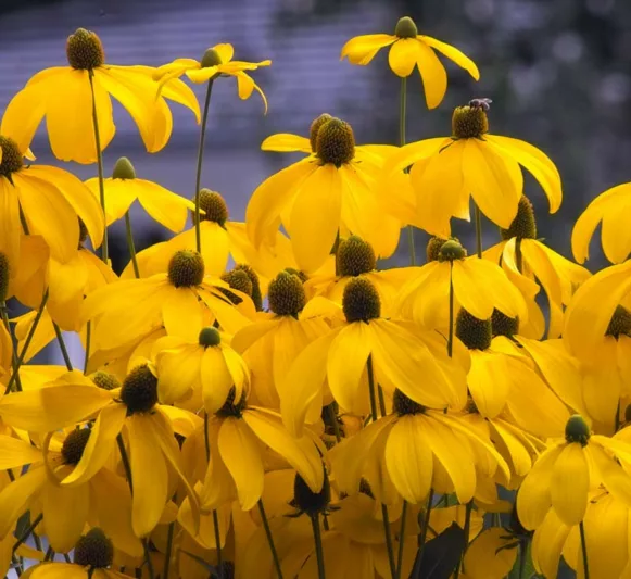 Rudbeckia Laciniata 'Herbstsonne', Coneflower 'Herbstsonne', Cutleaf Coneflower 'Herbstsonne', Rudbeckia 'Autumn Sun', Rudbeckia Nitida 'Herbstsonne', Coneflower, Coneflowers, Black Eyed Susan, Black Eyed Susan, Blackeyed Susan