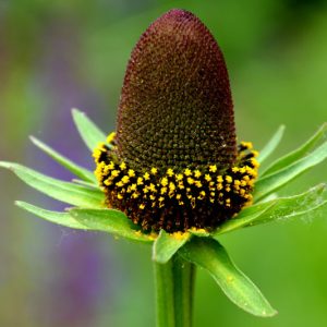 Rudbeckia occidentalis, Western Coneflower, late summer perennial, golden flowers, yellow perennial