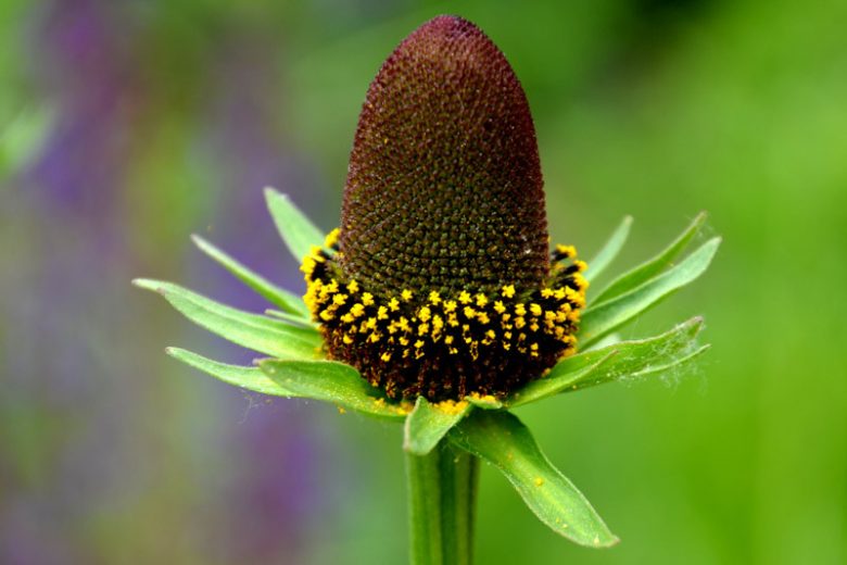 Rudbeckia occidentalis, Western Coneflower, late summer perennial, golden flowers, yellow perennial