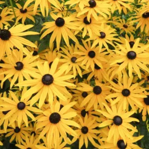 Rudbeckia subtomentosa, Sweet Coneflower, Sweet Black-Eyed Susan, late summer perennial, golden flowers, yellow perennial