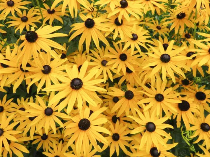 Rudbeckia subtomentosa, Sweet Coneflower, Sweet Black-Eyed Susan, late summer perennial, golden flowers, yellow perennial