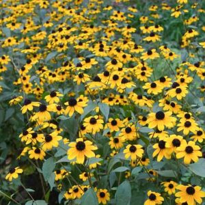 Rudbeckia Triloba Blackjack Gold, Brown-Eyed Susan 'Blackjack Gold', Native Black-Eyed Susan 'Blackjack Gold', Thin-Leaved Rudbeckia 'Blackjack Gold', Thin-Leaf Coneflower 'Blackjack Gold', Branched Coneflower 'Blackjack Gold', late summer perennial, golden flowers,