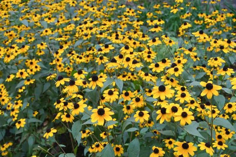 Rudbeckia Triloba Blackjack Gold, Brown-Eyed Susan 'Blackjack Gold', Native Black-Eyed Susan 'Blackjack Gold', Thin-Leaved Rudbeckia 'Blackjack Gold', Thin-Leaf Coneflower 'Blackjack Gold', Branched Coneflower 'Blackjack Gold', late summer perennial, golden flowers,