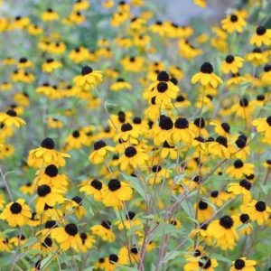 Rudbeckia Triloba, Brown-Eyed Susan, Native Black-Eyed Susan, Thin-Leaved Rudbeckia, Thin-Leaf Coneflower, Branched Coneflower, late summer perennial, golden flowers, yellow perennial