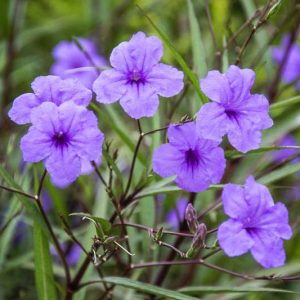 Ruellia brittoniana, Mexican Petunia, Desert Petunia, Florida Bluebells, Mexican Blue Bells, Ruellia simplex, Ruellia tweediana, Ruellia spectabilis, Lavender flowers, drought tolerant perennials