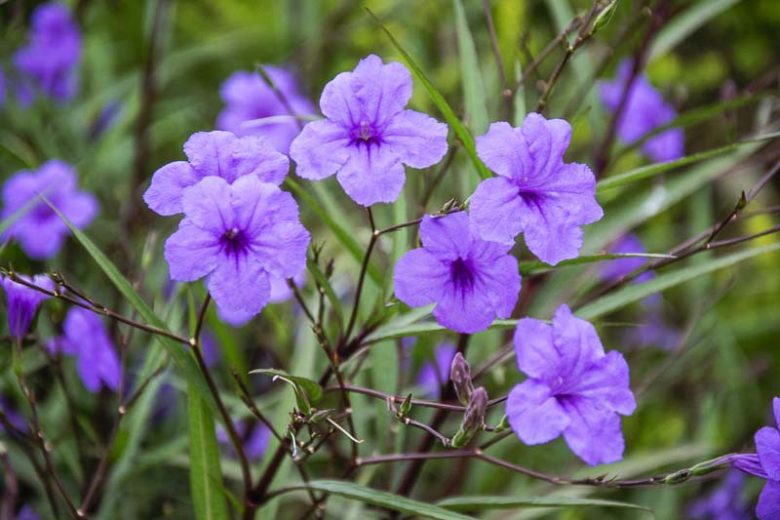 Ruellia brittoniana, Mexican Petunia, Desert Petunia, Florida Bluebells, Mexican Blue Bells, Ruellia simplex, Ruellia tweediana, Ruellia spectabilis, Lavender flowers, drought tolerant perennials