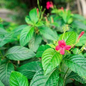 Ruellia elegans, Red Ruellia, Elegant Ruellia, Red flowers, drought tolerant perennials