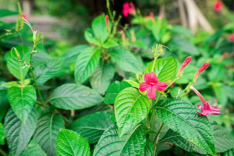 Ruellia elegans, Red Ruellia, Elegant Ruellia, Red flowers, drought tolerant perennials
