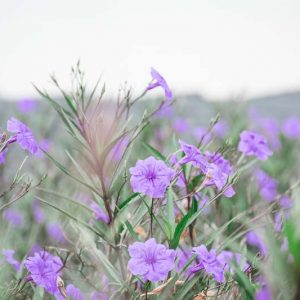 Ruellia squarrosa, Water Bluebell, Creeping Ruellia, Trailing Ruellia, Lavender flowers, aquatic plants, groundcover