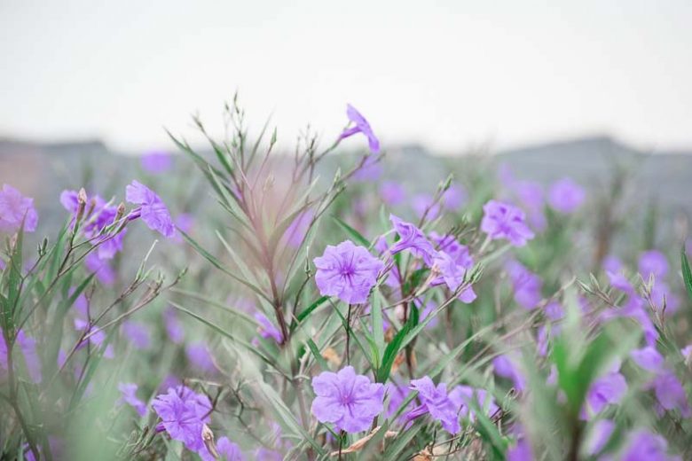 Ruellia squarrosa, Water Bluebell, Creeping Ruellia, Trailing Ruellia, Lavender flowers, aquatic plants, groundcover