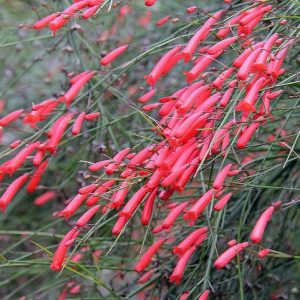 Russelia Equisetiformis, Coral Plant, Coral Fountain, Firecracker Plant