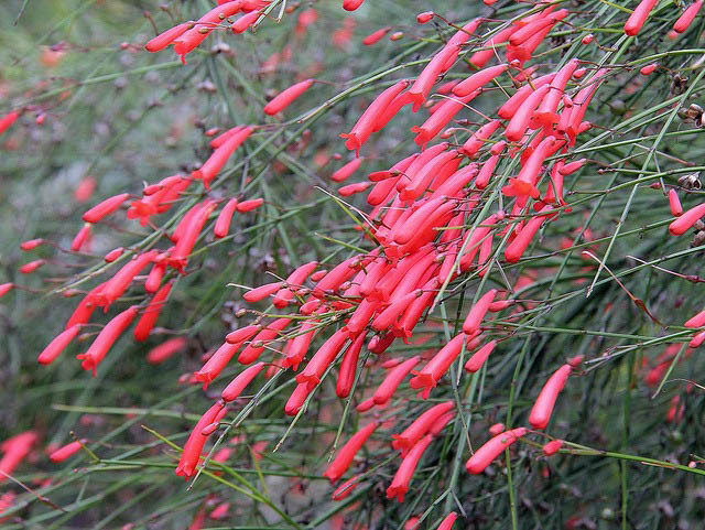 Russelia Equisetiformis, Coral Plant, Coral Fountain, Firecracker Plant