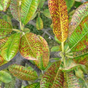 Rust Diseases,  Identify Rust Diseases, Prevent Rust Diseases, Treat Rust Diseases