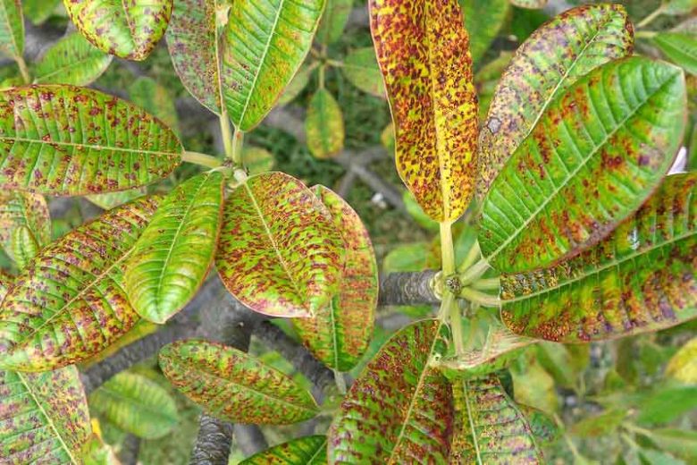 Rust Diseases,  Identify Rust Diseases, Prevent Rust Diseases, Treat Rust Diseases