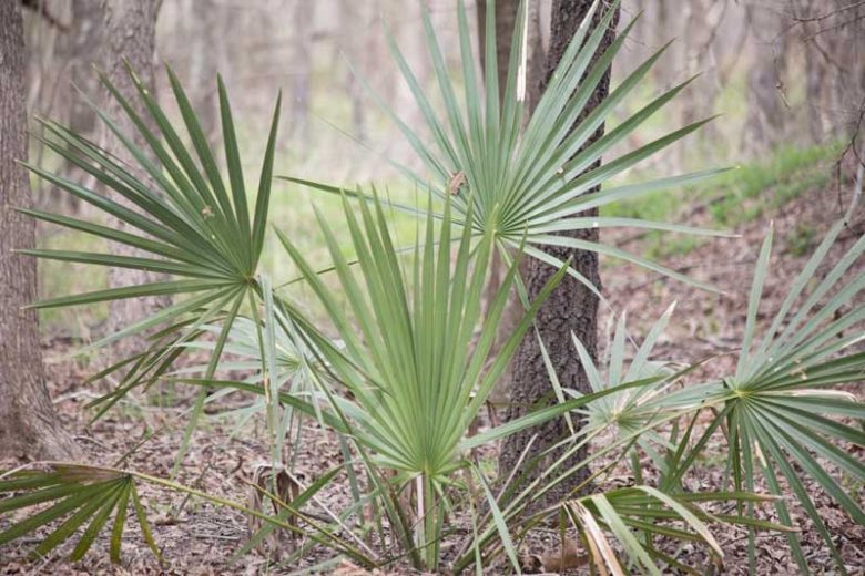 Sabal minor, Dwarf palmetto, Bush Palmetto, Scrub Palmetto, Palmetto Palm, Hardy Palm