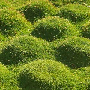 Sagina subulata, Irish Moss, Scotch Moss, Heath Pearlwort, Lawn Pearlwort, Lawn Spurrey, white flowers, ground covers, grouncover, perennial ground cover