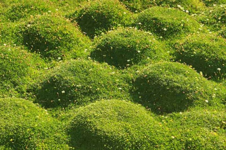Sagina subulata, Irish Moss, Scotch Moss, Heath Pearlwort, Lawn Pearlwort, Lawn Spurrey, white flowers, ground covers, grouncover, perennial ground cover