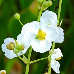 Sagittaria latifolia, American Arrowhead, Broadleaf Arrowhead, Arrowhead, Duckroot, Duck-Potato, Wapato