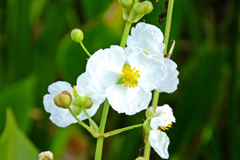 Sagittaria latifolia, American Arrowhead, Broadleaf Arrowhead, Arrowhead, Duckroot, Duck-Potato, Wapato