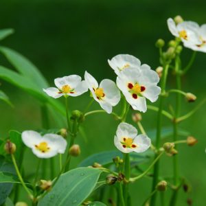 Sagittaria  montevidensis, Giant Arrowhead, Aztec Arrowhead, Pond Plants, Aquatic Plants, White Flowers, Marginal Aquatics
